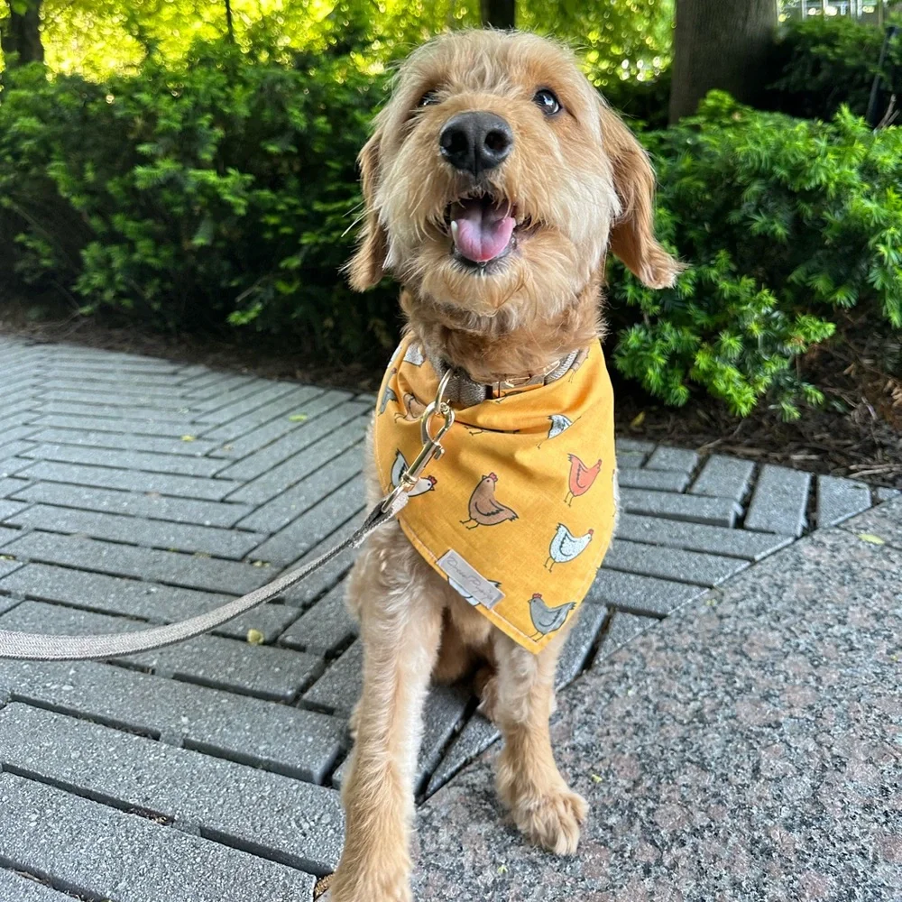 Dog bandana with fun chicken print